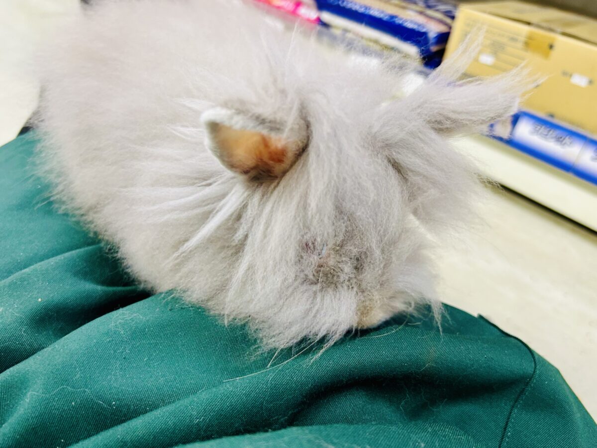 【最新画像更新☆☆】もっしゃもしゃのふっわふわ☁ アンゴラウサギ アンゴララビット