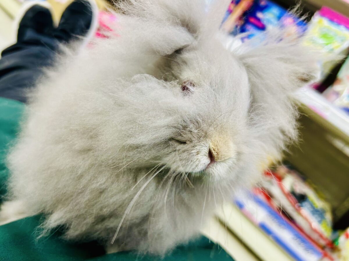 【最新画像更新☆☆】もっしゃもしゃのふっわふわ☁ アンゴラウサギ アンゴララビット