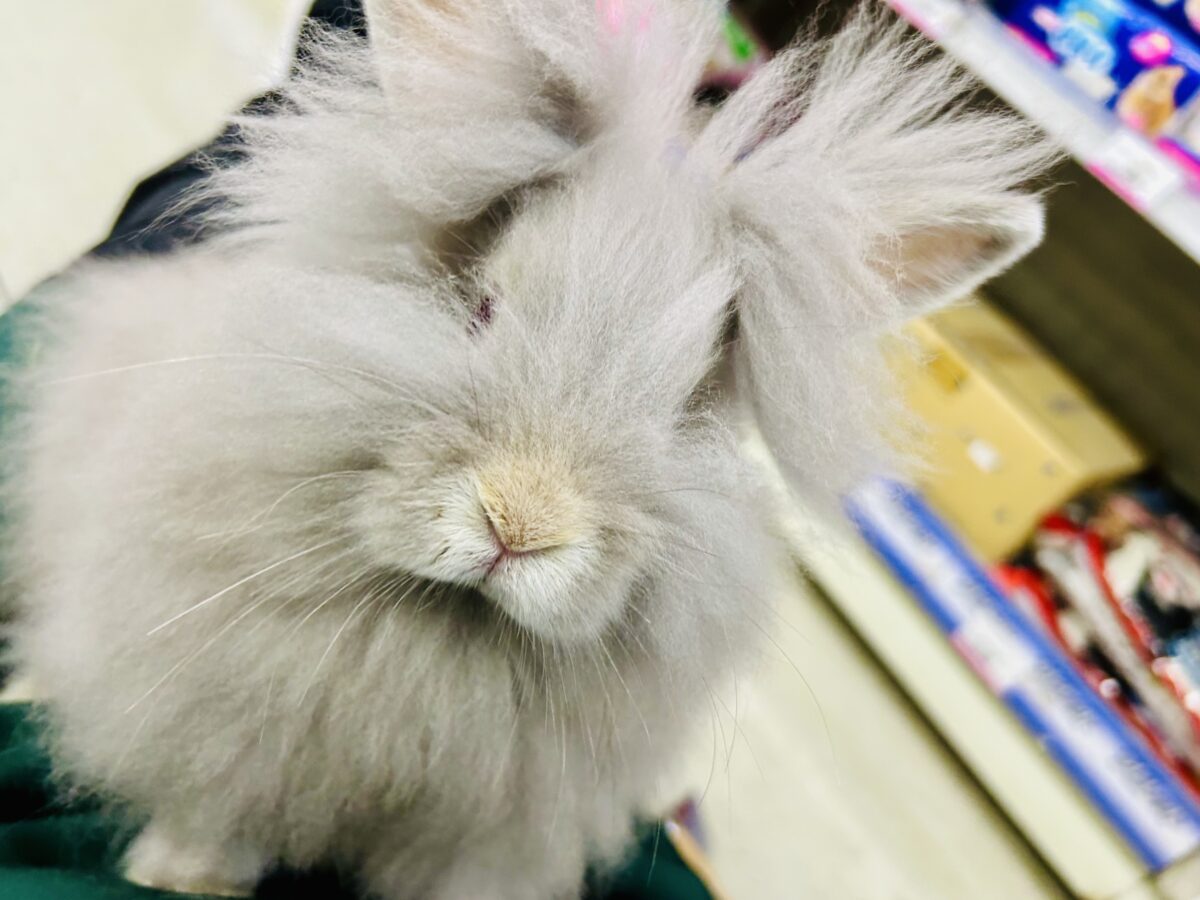 【最新画像更新☆☆】もっしゃもしゃのふっわふわ☁ アンゴラウサギ アンゴララビット