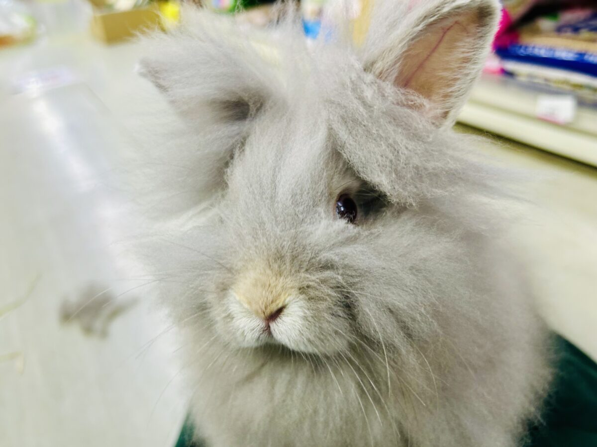 【最新画像更新☆☆】もっしゃもしゃのふっわふわ☁ アンゴラウサギ アンゴララビット