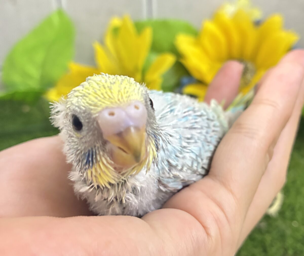 【最新画像更新☆☆】シャリシャリ🍧はじけたSODA🫧🥤セキセイインコ(パステルレインボー/2026年 セキセイインコ