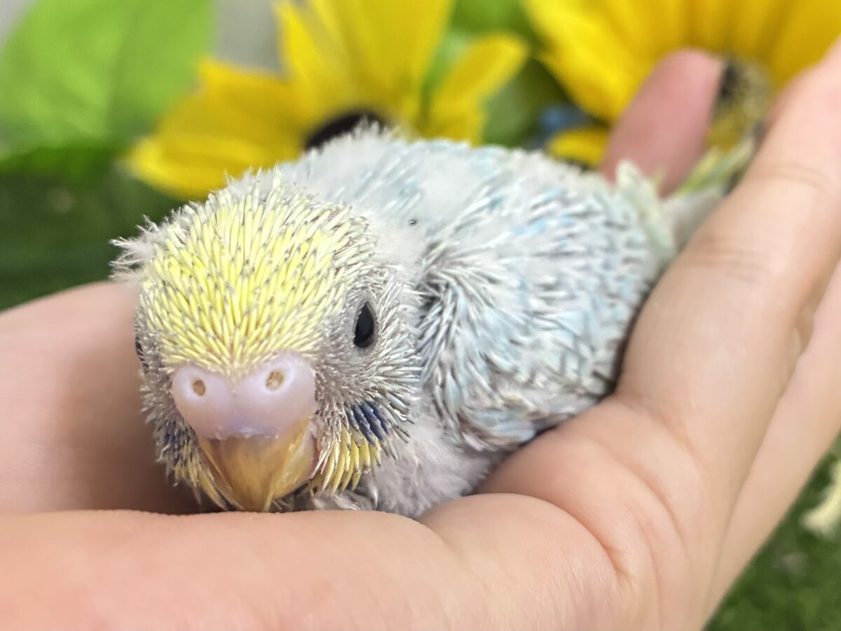 【最新画像更新☆☆】シャリシャリ🍧はじけたSODA🫧🥤セキセイインコ(パステルレインボー/2026年 セキセイインコ