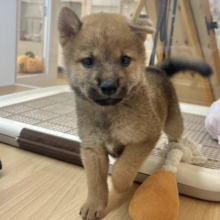 尻尾の止め方忘れました！！柴犬ちゃん！