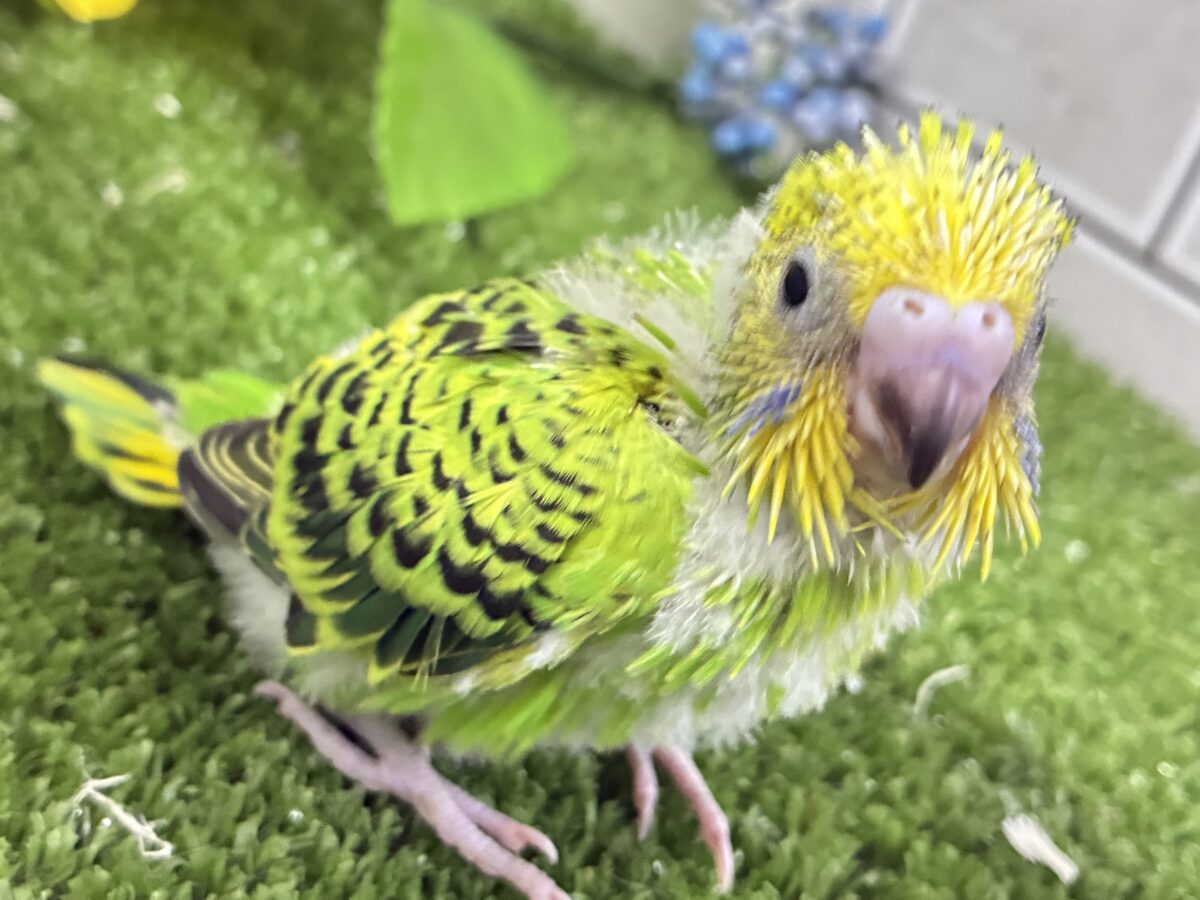 【最新画像更新☆☆】陽の光輝け☀️𓈒𓏸マスカット❕💚🍇セキセイインコ(グリーンオパーリン/2026年7月生まれ) セキセイインコ