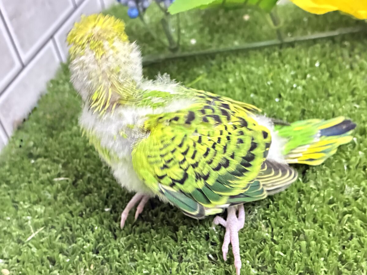 セキセイインコ