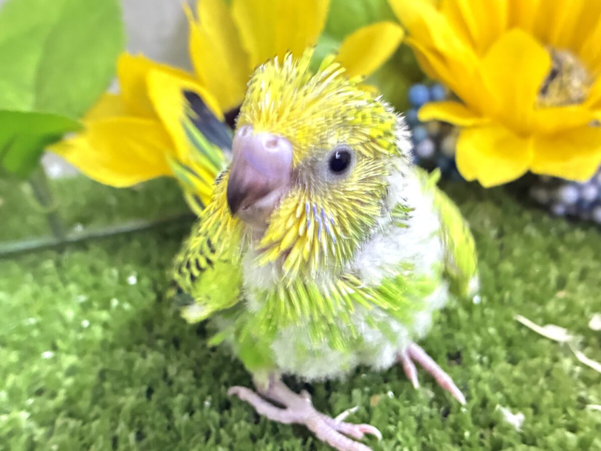 【最新画像更新☆☆】陽の光輝け☀️𓈒𓏸マスカット❕💚🍇セキセイインコ(グリーンオパーリン/2026年7月生まれ) セキセイインコ