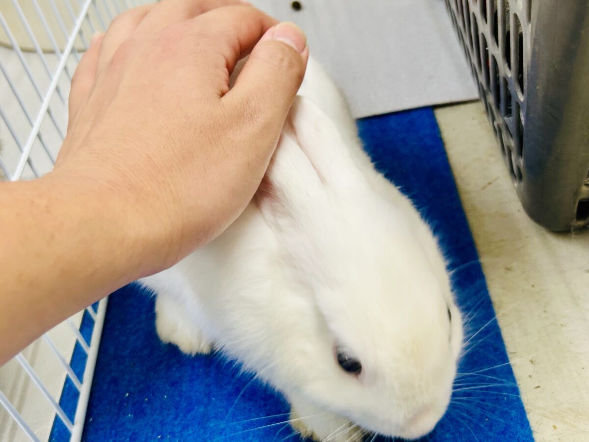 ドワーフホト