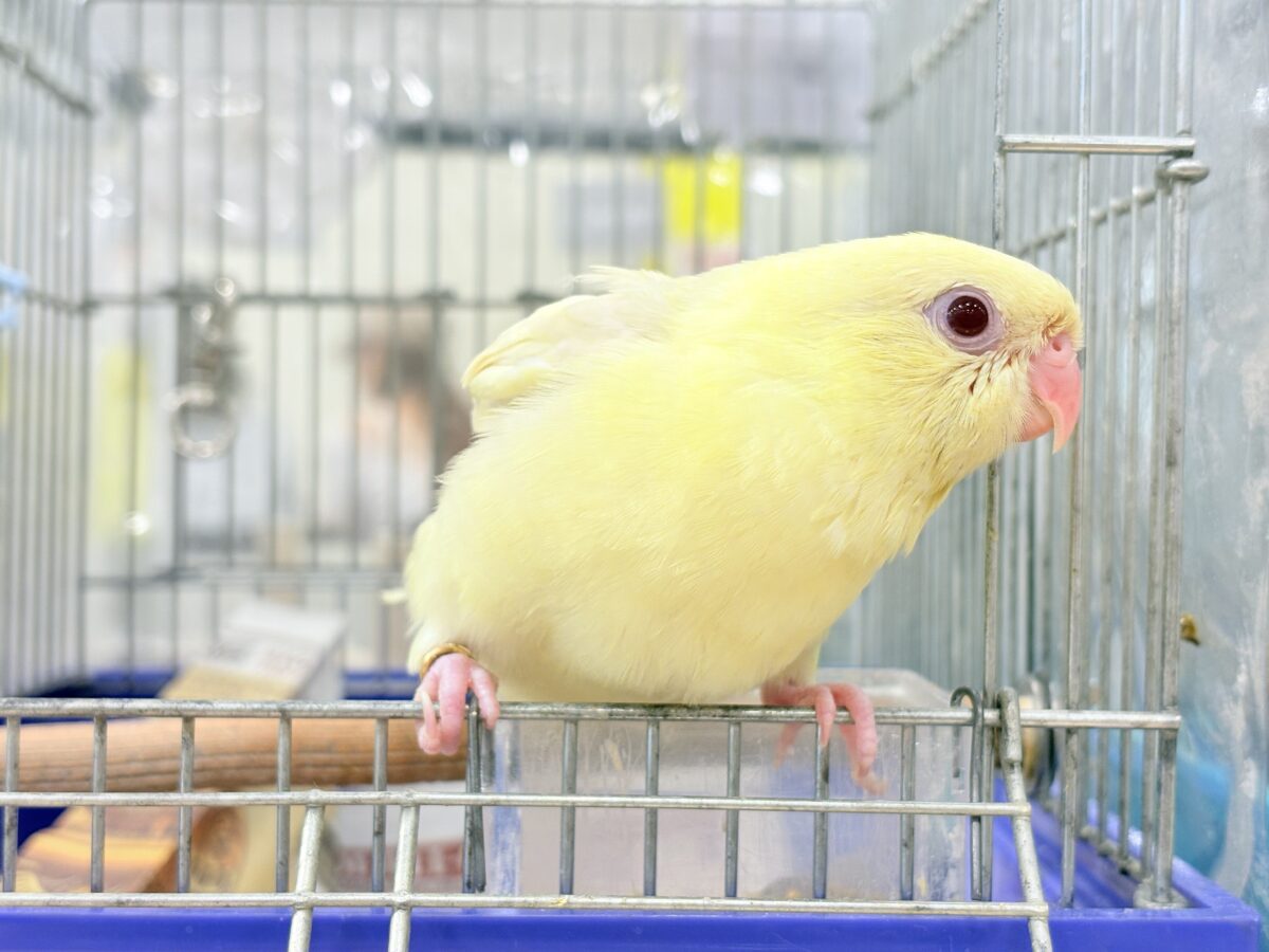 【最新画像更新🪄】我らの合図”ピーポポポ♬*°”⋆͛🐣🪐 ͙͛サザナミインコ(クリームイノ) ヒナ サザナミインコ