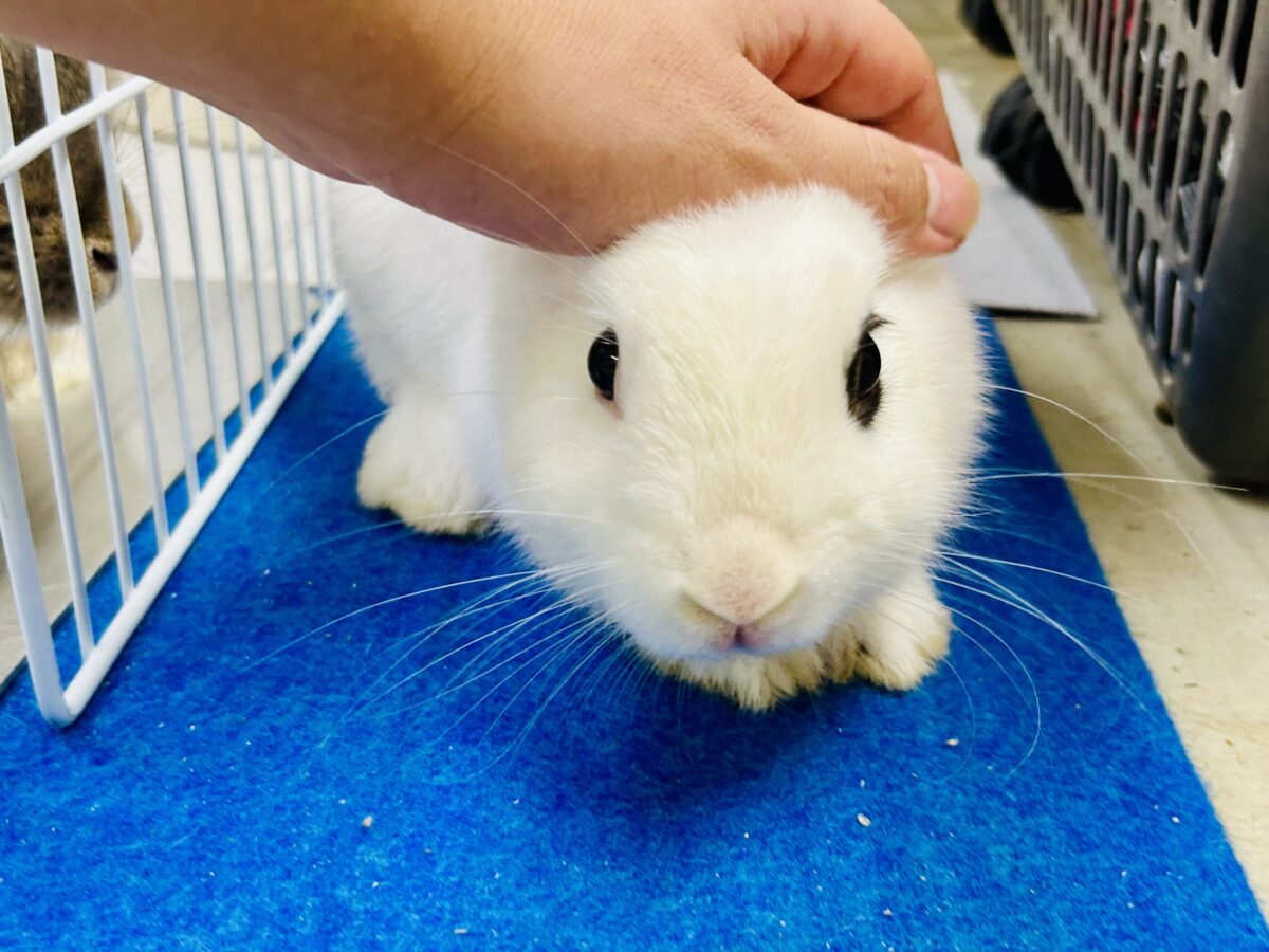 ドワーフホト