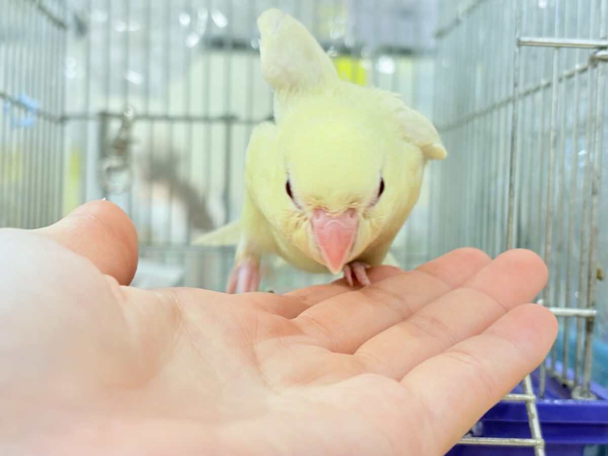 サザナミインコ