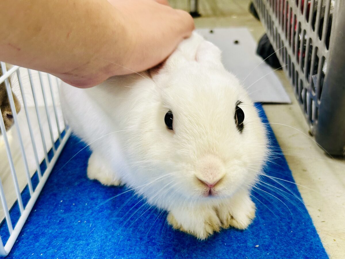 ドワーフホト