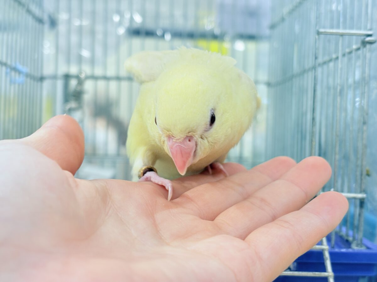 【最新画像更新🪄】我らの合図”ピーポポポ♬*°”⋆͛🐣🪐 ͙͛サザナミインコ(クリームイノ) ヒナ サザナミインコ
