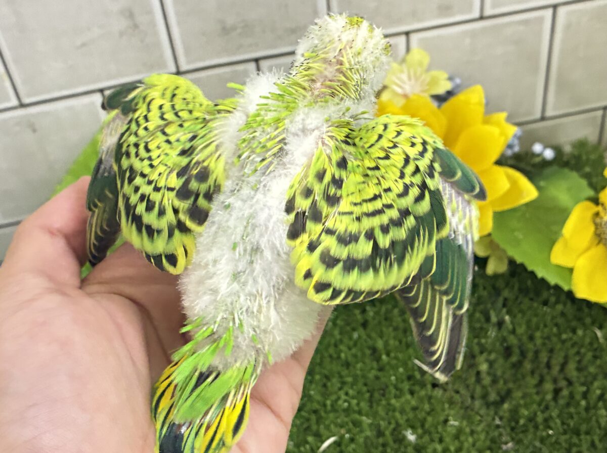 【最新画像更新☆☆】陽の光輝け☀️𓈒𓏸マスカット❕💚🍇セキセイインコ(グリーンオパーリン/2026年7月生まれ) セキセイインコ