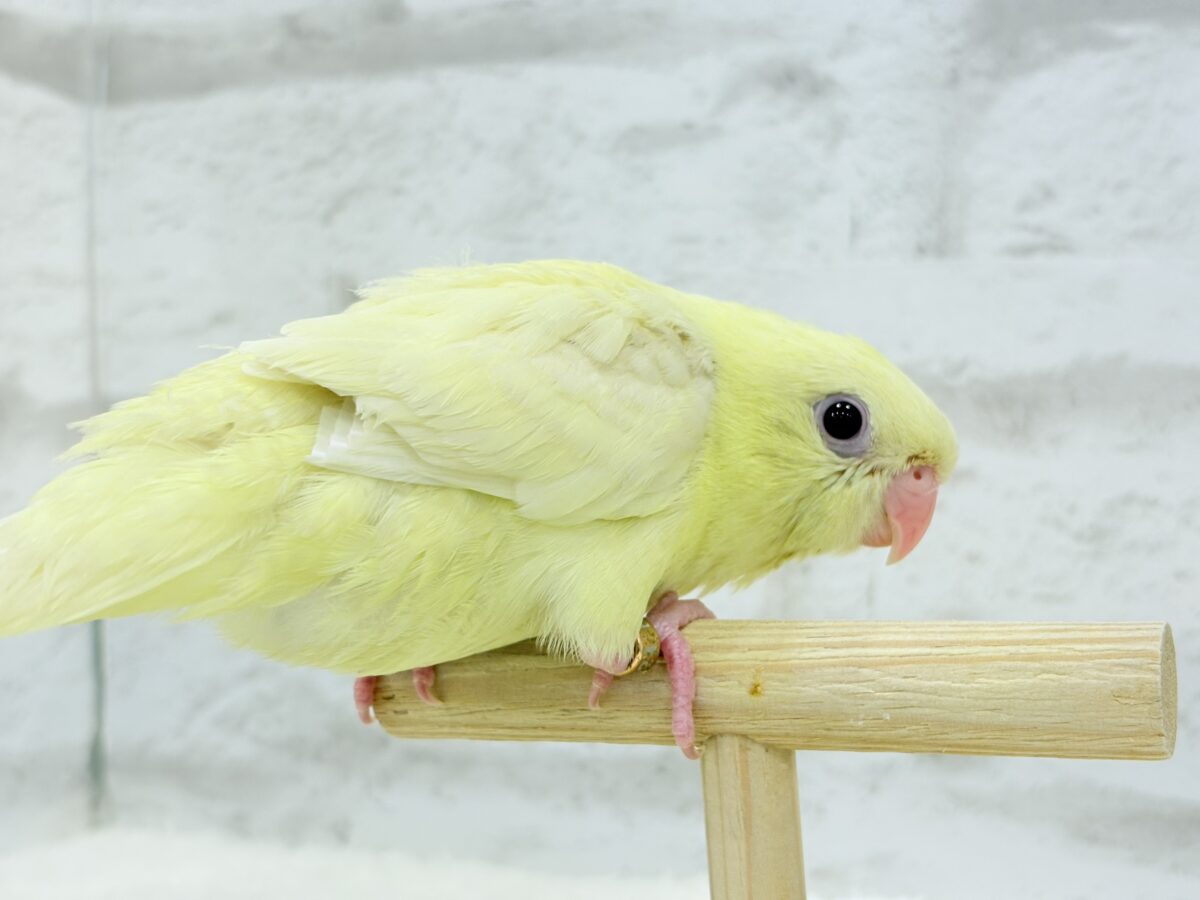 【最新画像更新🪄】我らの合図”ピーポポポ♬*°”⋆͛🐣🪐 ͙͛サザナミインコ(クリームイノ) ヒナ サザナミインコ