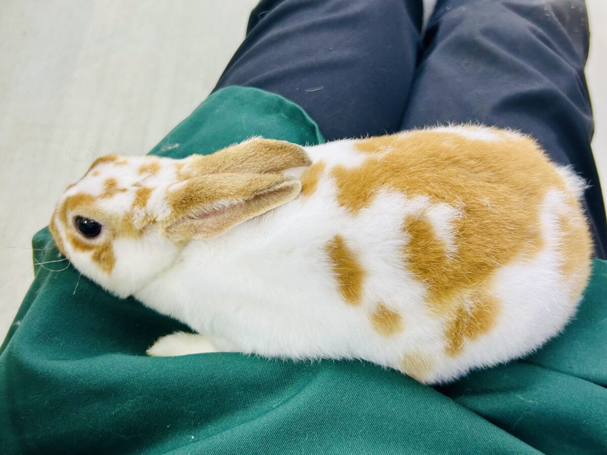 【最新画像更新☆☆】ツルスベボディの甘えん坊ちゃん(*’ω’*) ミニレッキス ミニレッキス