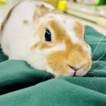 【最新画像更新☆☆】ツルスベボディの甘えん坊ちゃん(*’ω’*)　ミニレッキス