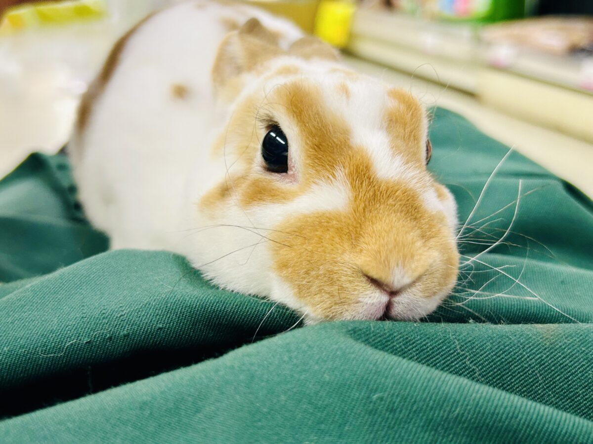 【最新画像更新☆☆】ツルスベボディの甘えん坊ちゃん(*’ω’*) ミニレッキス ミニレッキス