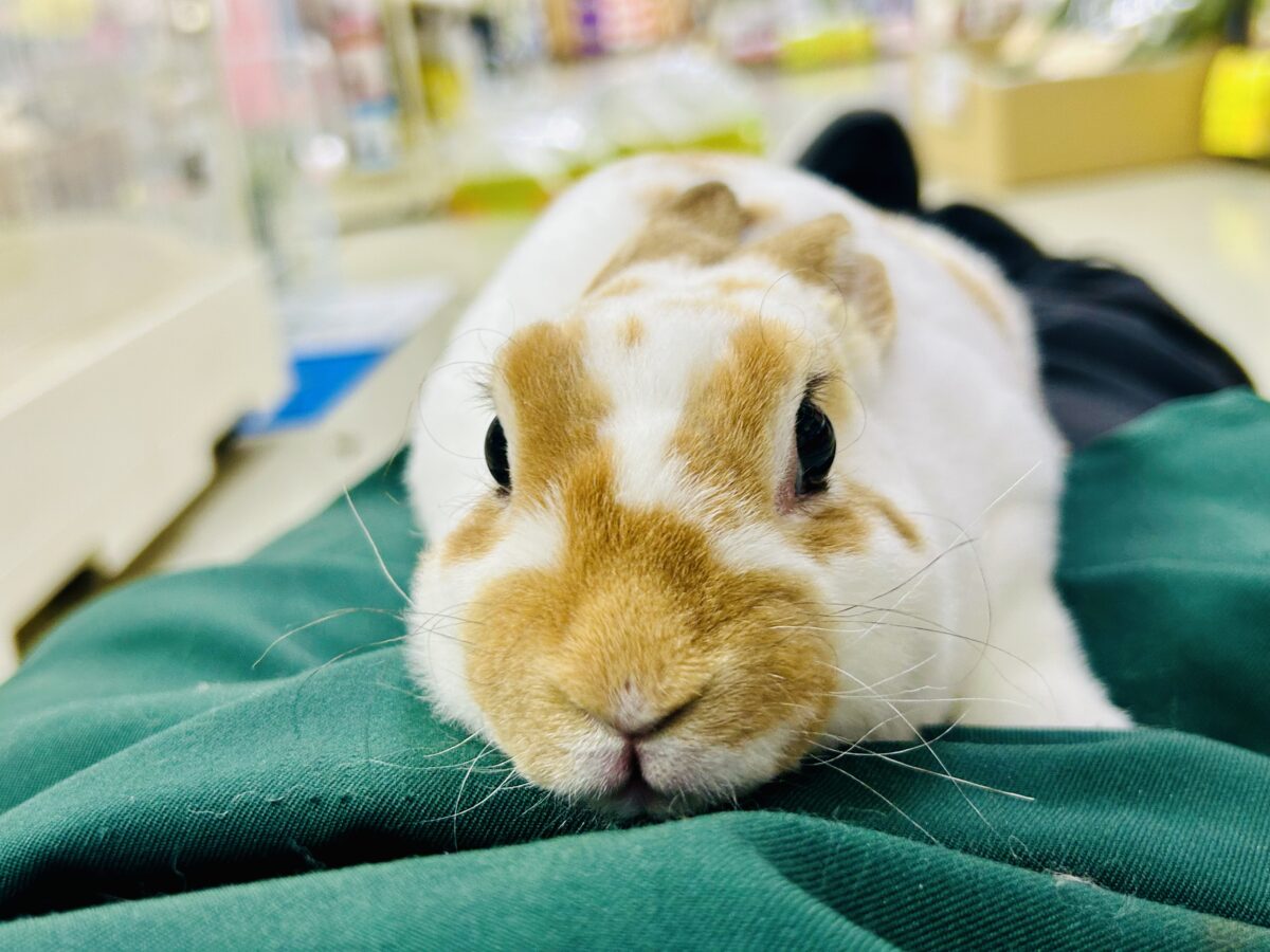 【最新画像更新☆☆】ツルスベボディの甘えん坊ちゃん(*’ω’*) ミニレッキス ミニレッキス