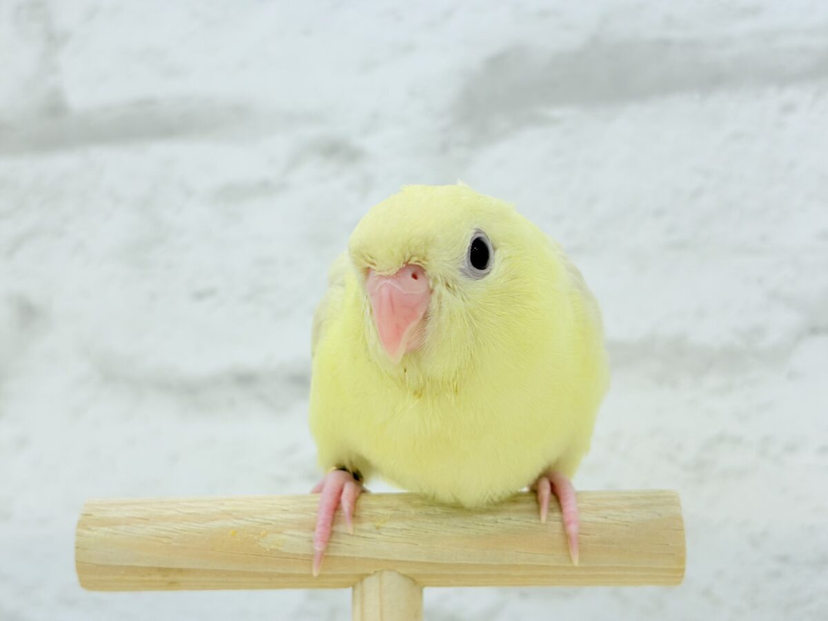 サザナミインコ