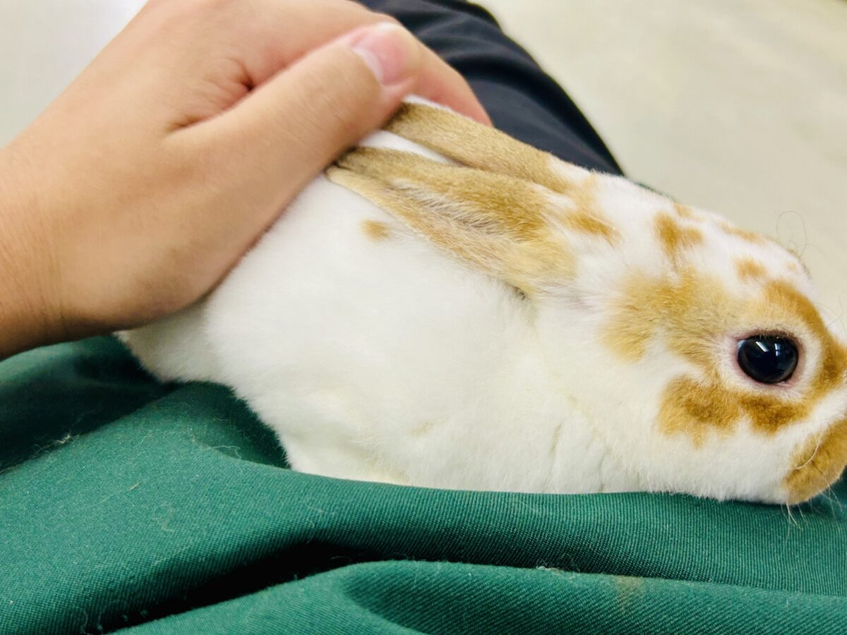 【最新画像更新☆☆】ツルスベボディの甘えん坊ちゃん(*’ω’*) ミニレッキス ミニレッキス