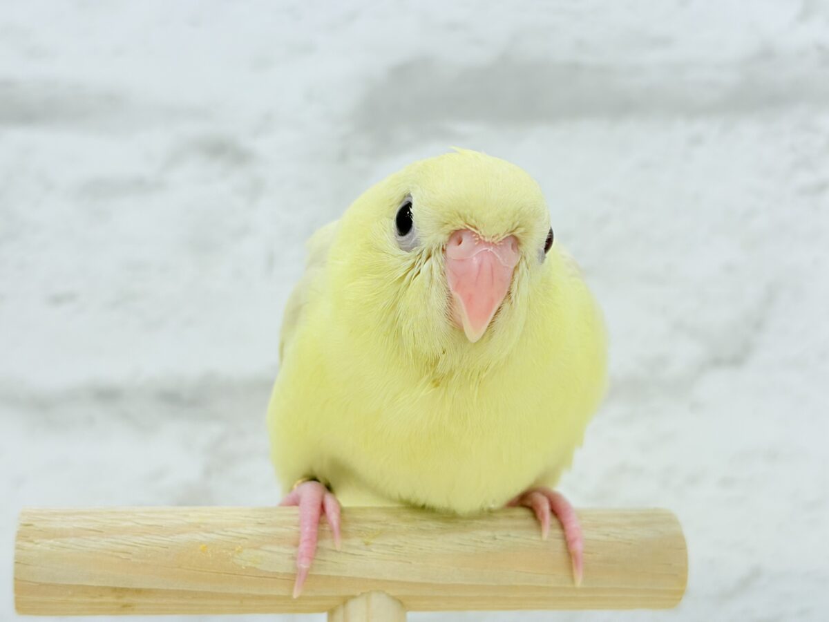 サザナミインコ