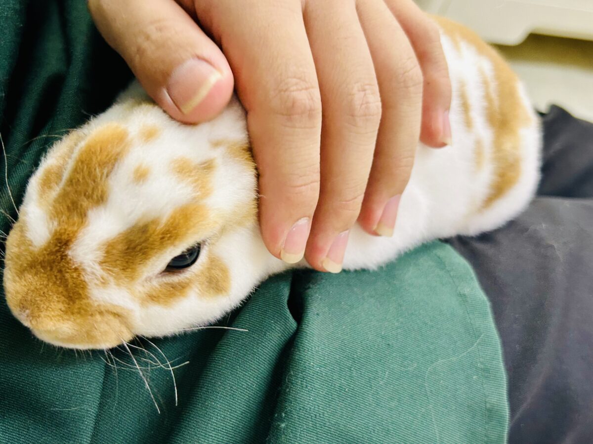【最新画像更新☆☆】ツルスベボディの甘えん坊ちゃん(*’ω’*) ミニレッキス ミニレッキス