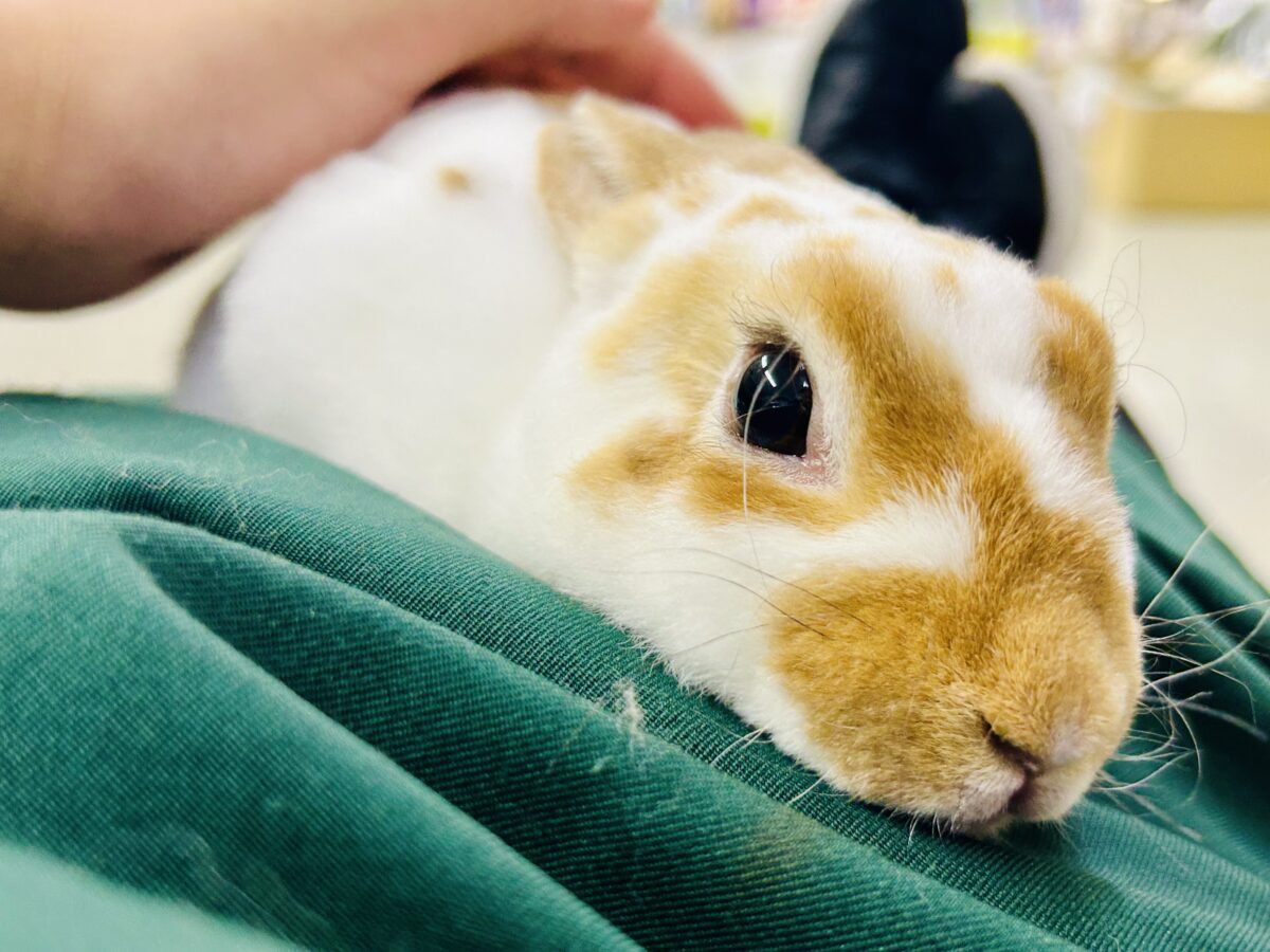 【最新画像更新☆☆】ツルスベボディの甘えん坊ちゃん(*’ω’*) ミニレッキス ミニレッキス