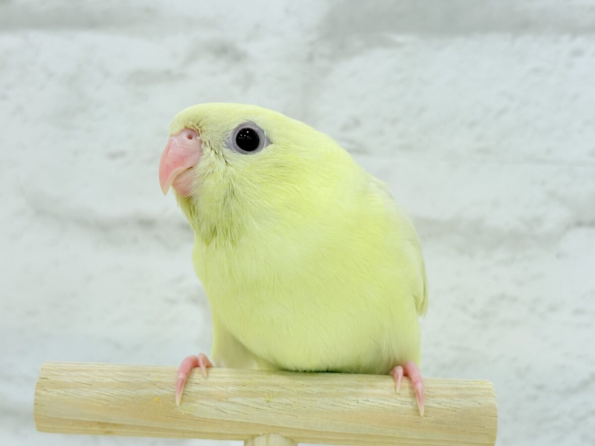 【最新画像更新🪄】我らの合図”ピーポポポ♬*°”⋆͛🐣🪐 ͙͛サザナミインコ(クリームイノ) ヒナ サザナミインコ