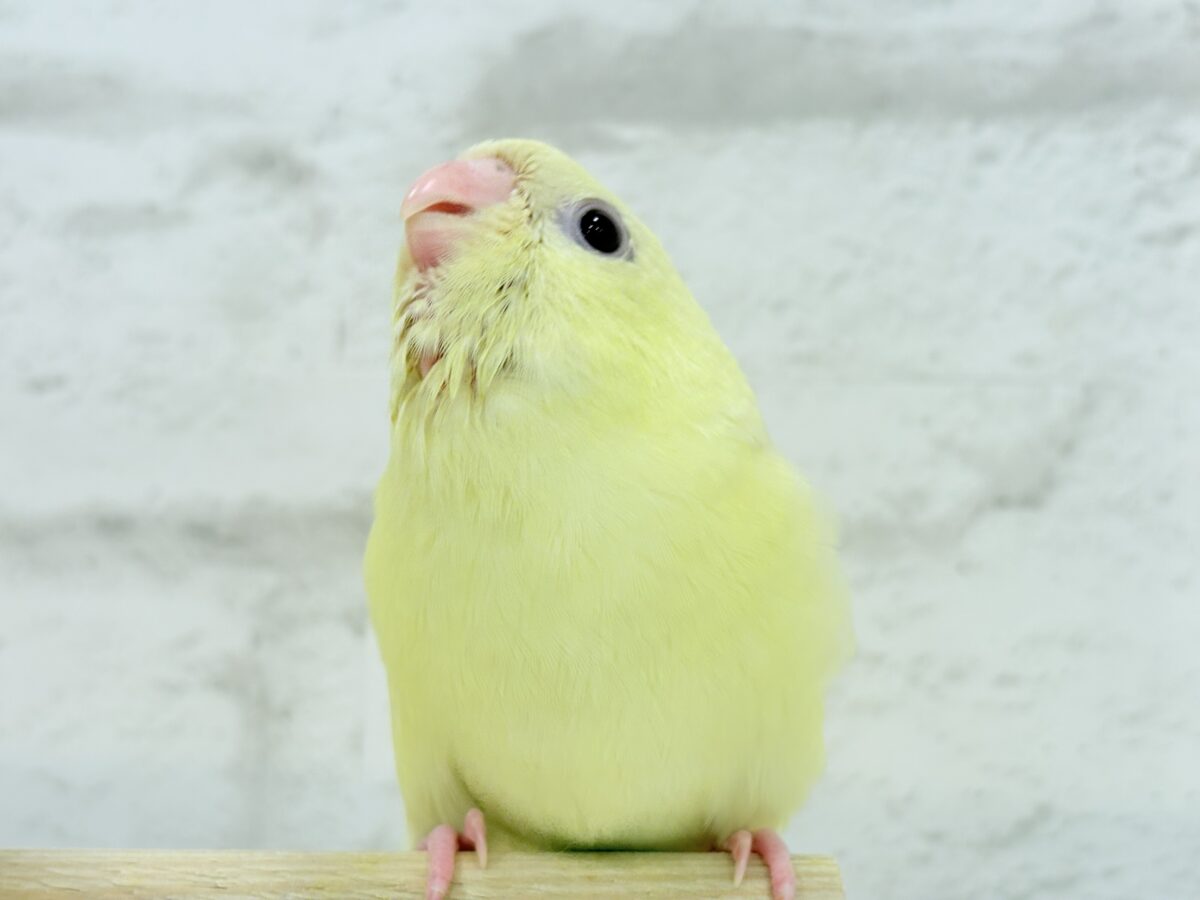 【最新画像更新🪄】我らの合図”ピーポポポ♬*°”⋆͛🐣🪐 ͙͛サザナミインコ(クリームイノ) ヒナ サザナミインコ