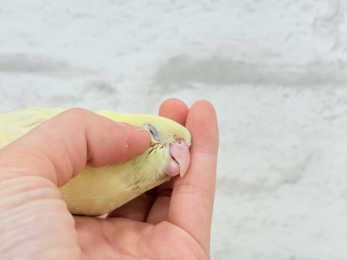 【最新画像更新🪄】我らの合図”ピーポポポ♬*°”⋆͛🐣🪐 ͙͛サザナミインコ(クリームイノ) ヒナ サザナミインコ