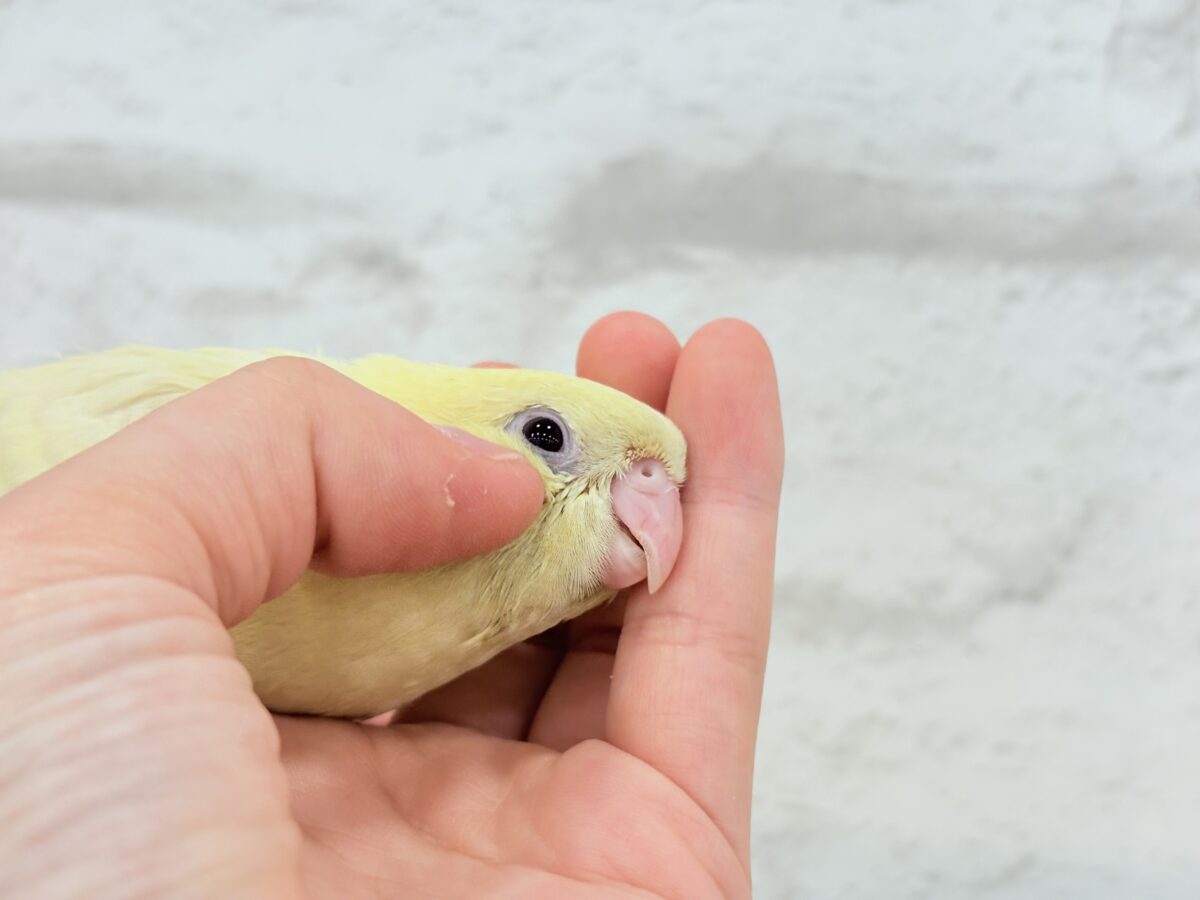 サザナミインコ