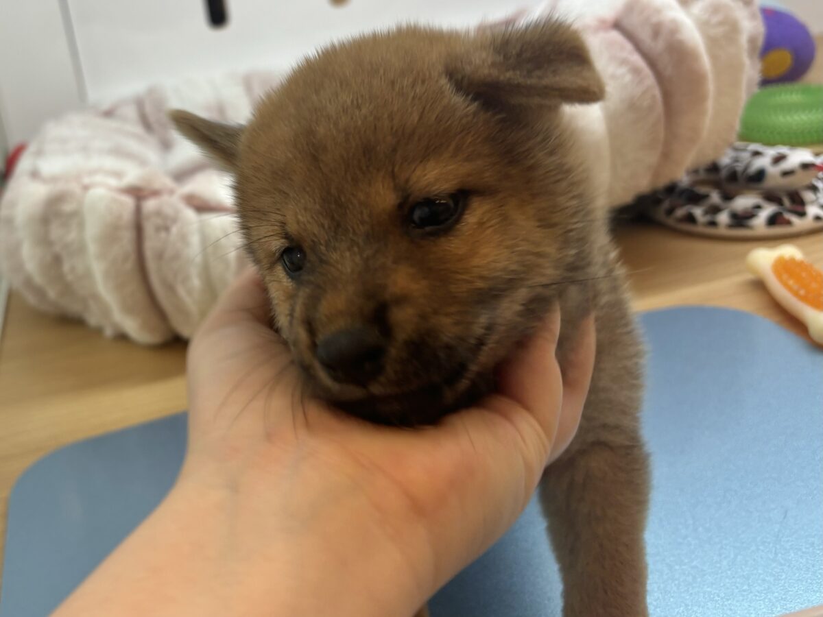 尻尾の止め方忘れました!!柴犬ちゃん! 柴犬