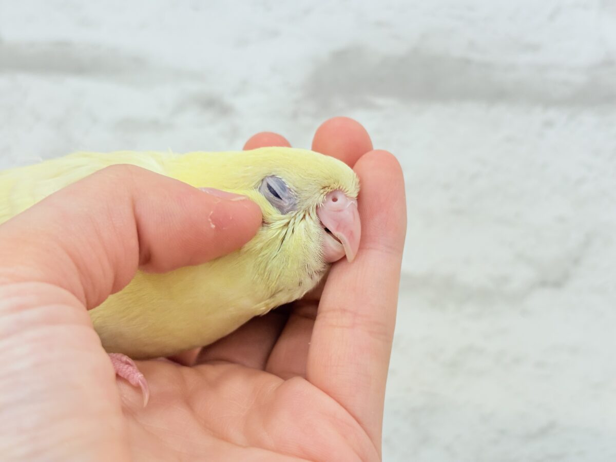 サザナミインコ