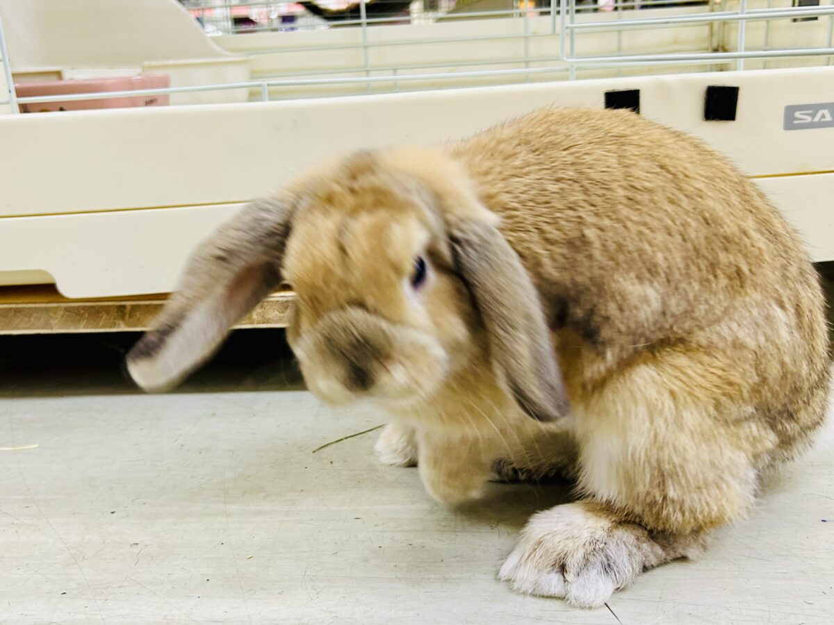 ホーランドロップ