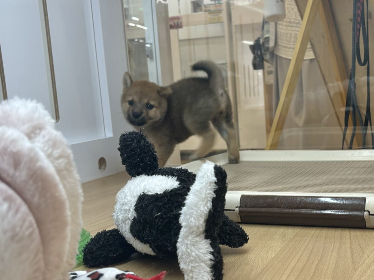 尻尾の止め方忘れました!!柴犬ちゃん! 柴犬