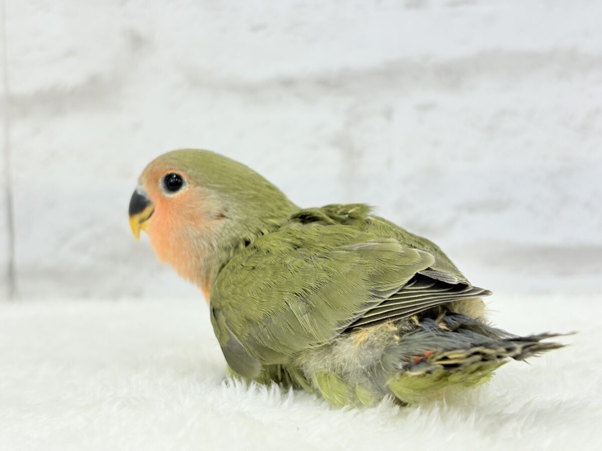 【最新画像更新🪄】わた毛たっぷりベビベビコザたん🐣💚コザクラインコ(オリーブ) ヒナ コザクラインコ(小桜インコ)