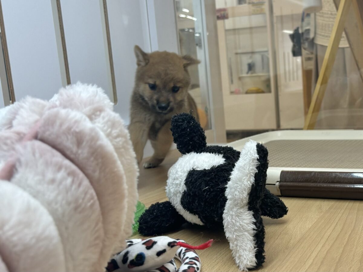 尻尾の止め方忘れました!!柴犬ちゃん! 柴犬