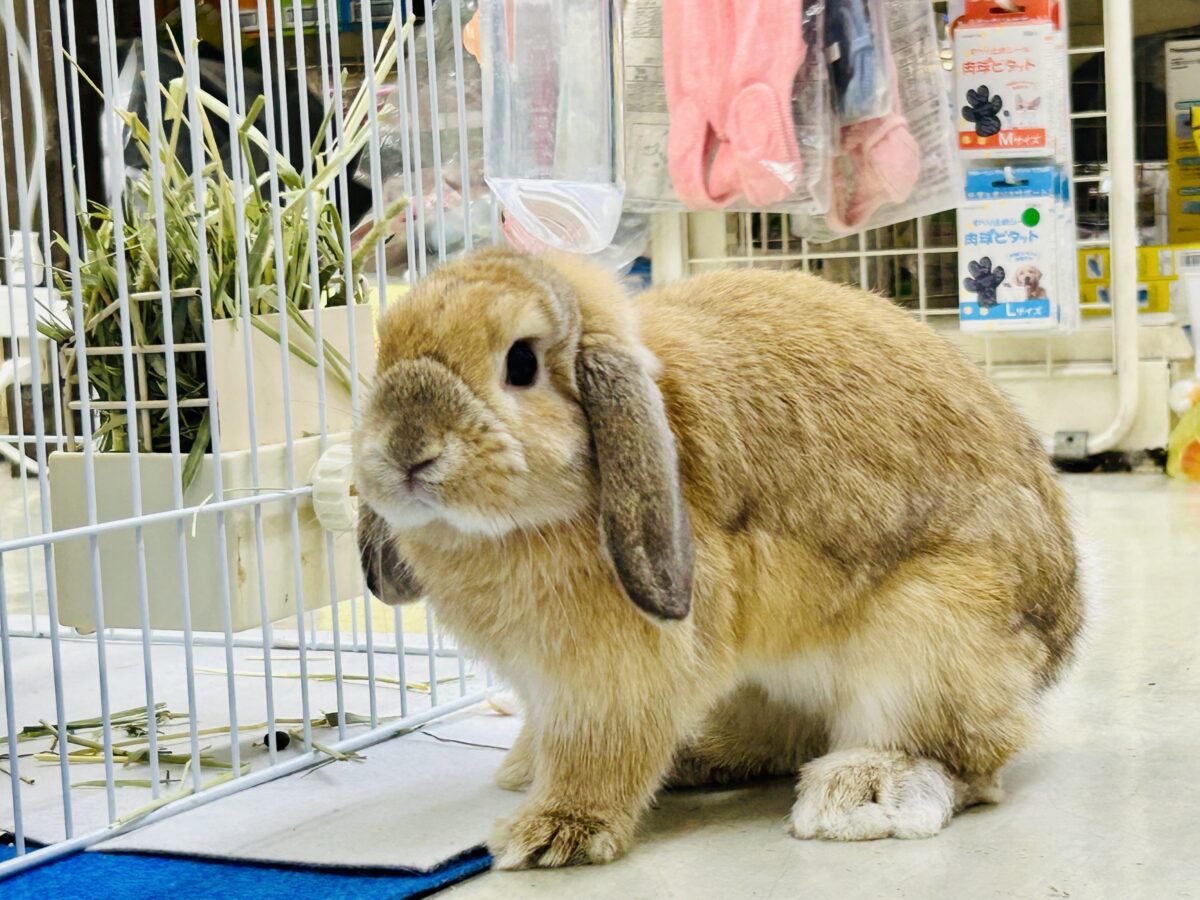 【最新画像更新☆☆】おみみたれたれのみたらし団子♪♪　ホーランドロップイヤーラビット