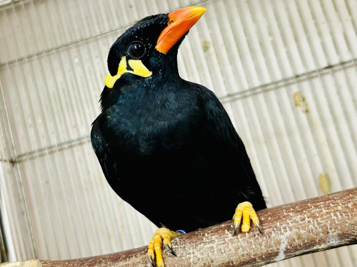 【最新画像更新☆☆】漆黒の翼持つおしゃべり怪獣になるかも?? 九官鳥 九官鳥(キュウカンチョウ)