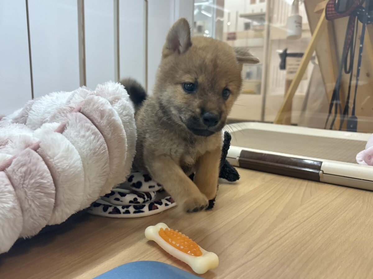 尻尾の止め方忘れました!!柴犬ちゃん! 柴犬