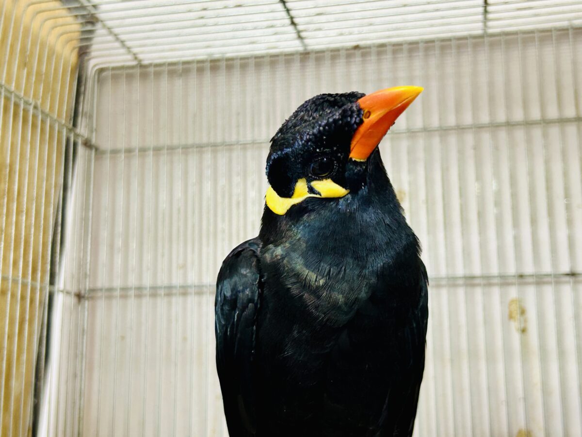 【最新画像更新☆☆】漆黒の翼持つおしゃべり怪獣になるかも?? 九官鳥 九官鳥(キュウカンチョウ)