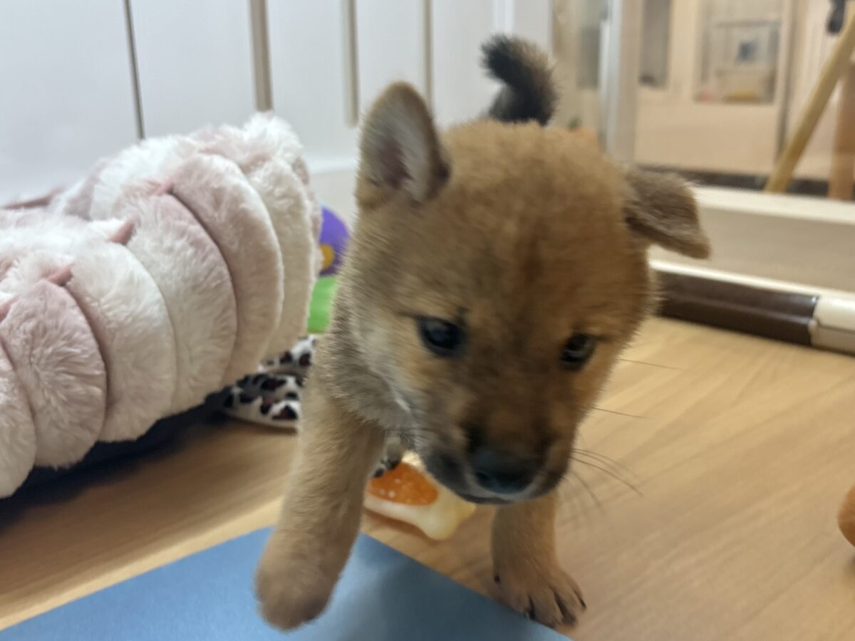 尻尾の止め方忘れました!!柴犬ちゃん! 柴犬