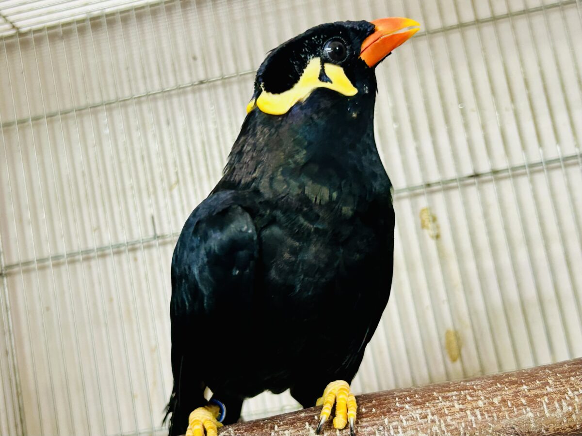【最新画像更新☆☆】漆黒の翼持つおしゃべり怪獣になるかも?? 九官鳥 九官鳥(キュウカンチョウ)