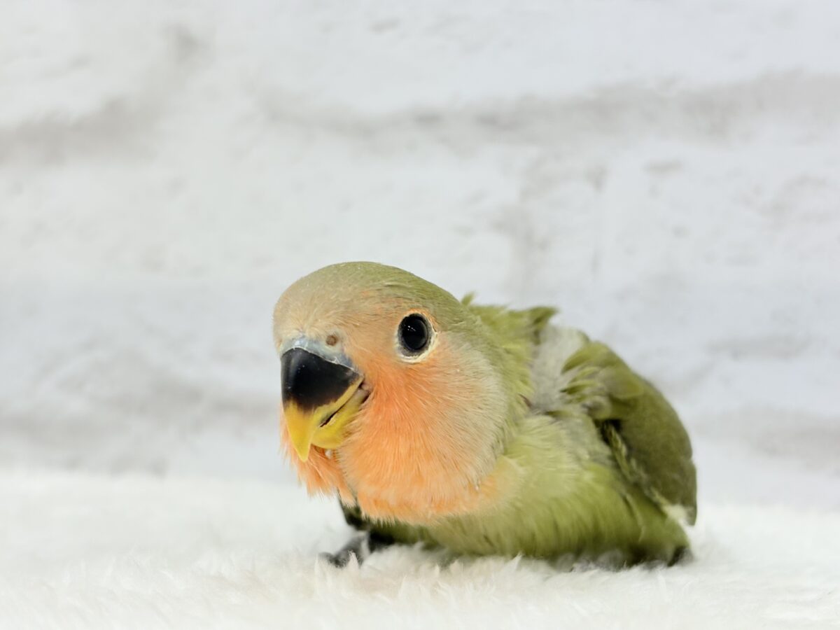 コザクラインコ（小桜インコ）