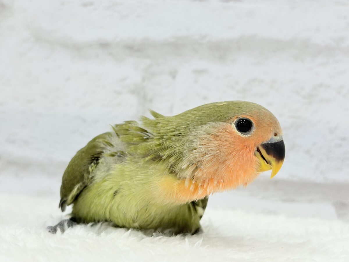 【最新画像更新🪄】わた毛たっぷりベビベビコザたん🐣💚コザクラインコ(オリーブ) ヒナ コザクラインコ(小桜インコ)