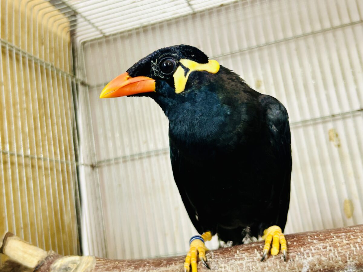 【最新画像更新☆☆】漆黒の翼持つおしゃべり怪獣になるかも?? 九官鳥 九官鳥(キュウカンチョウ)