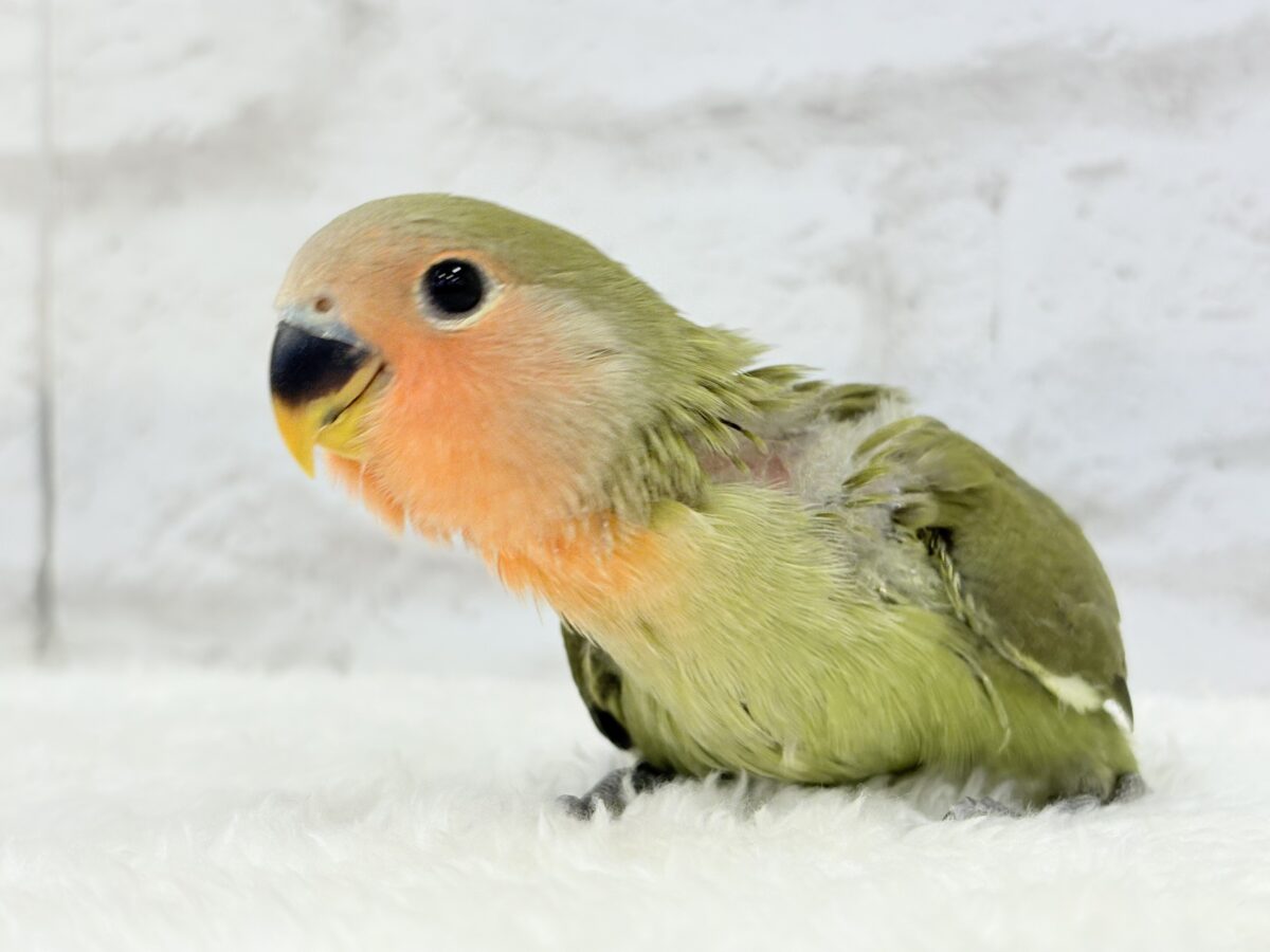 コザクラインコ（小桜インコ）