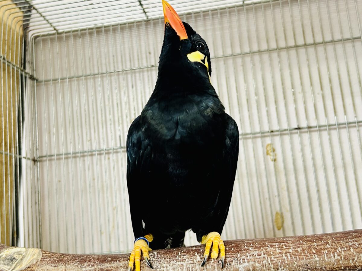 【最新画像更新☆☆】漆黒の翼持つおしゃべり怪獣になるかも?? 九官鳥 九官鳥(キュウカンチョウ)