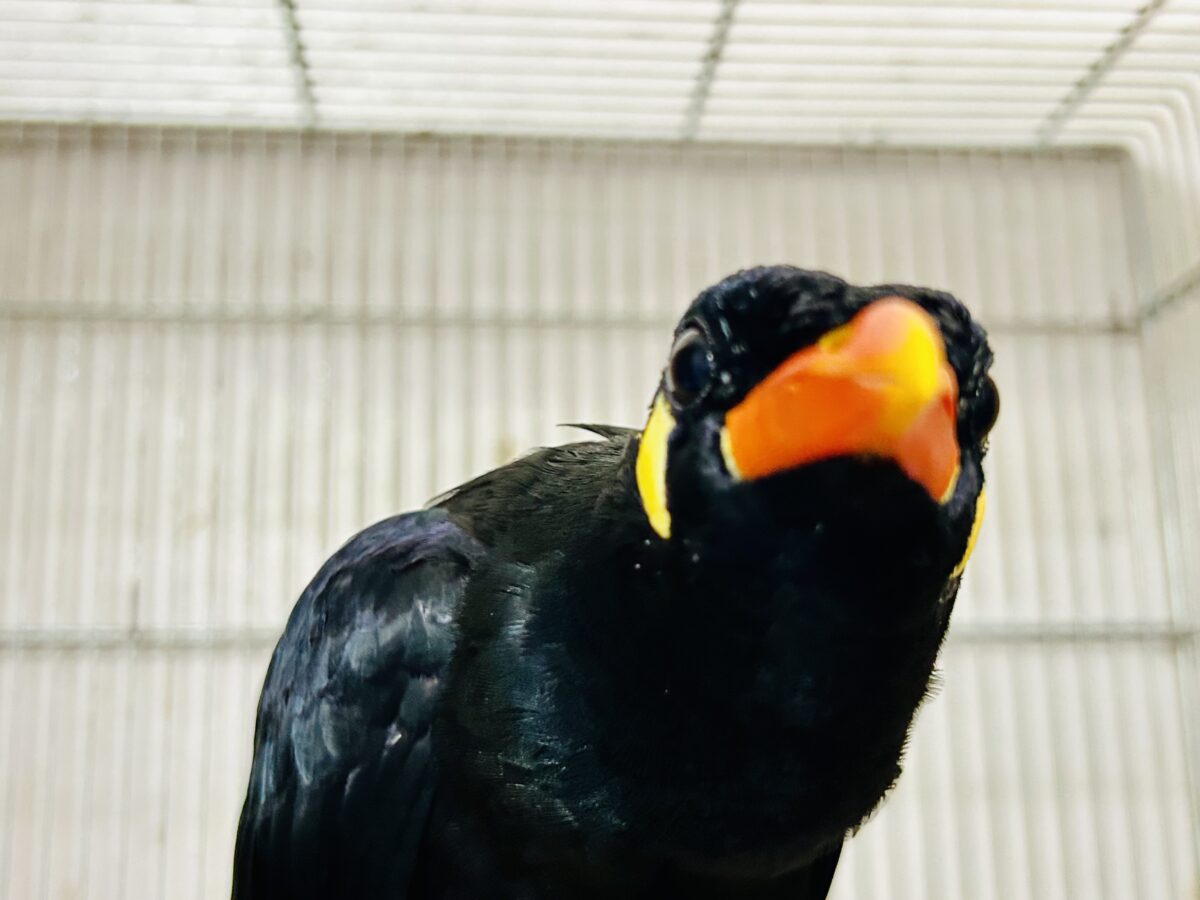 【最新画像更新☆☆】漆黒の翼持つおしゃべり怪獣になるかも?? 九官鳥 九官鳥(キュウカンチョウ)