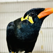 【最新画像更新☆☆】漆黒の翼持つおしゃべり怪獣になるかも？？　九官鳥
